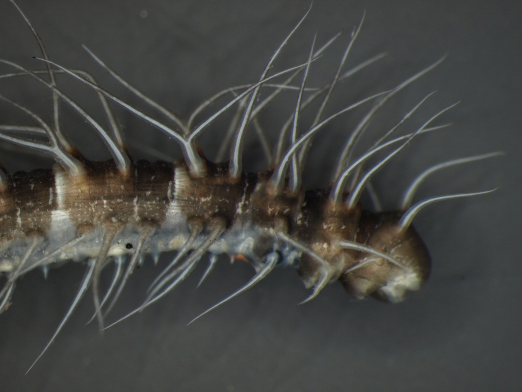 Phalacrocera replicata